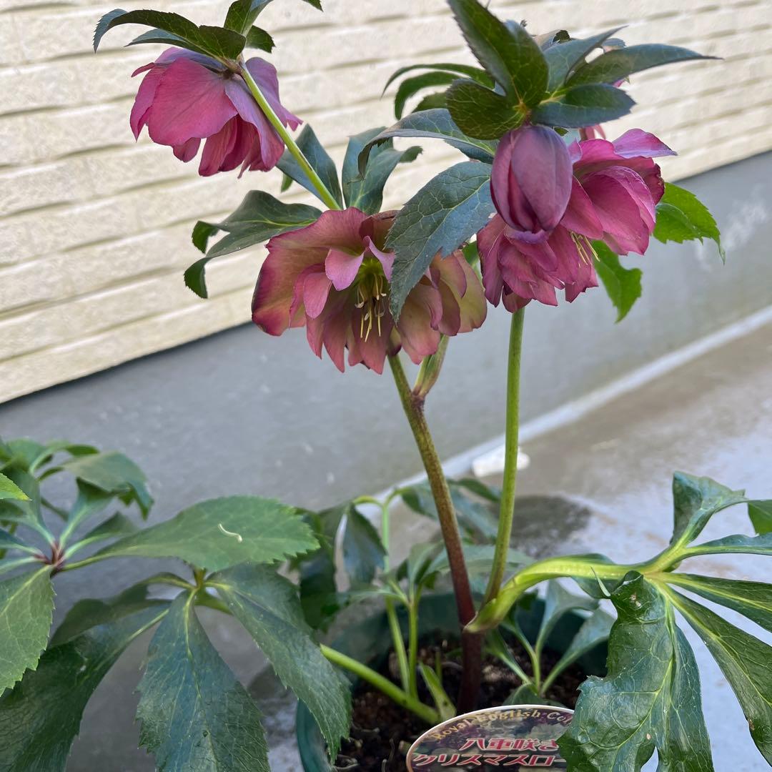 クリスマスローズ　八重　ダブル　５号　４鉢セット　現物　2月１日撮影　Ｄ