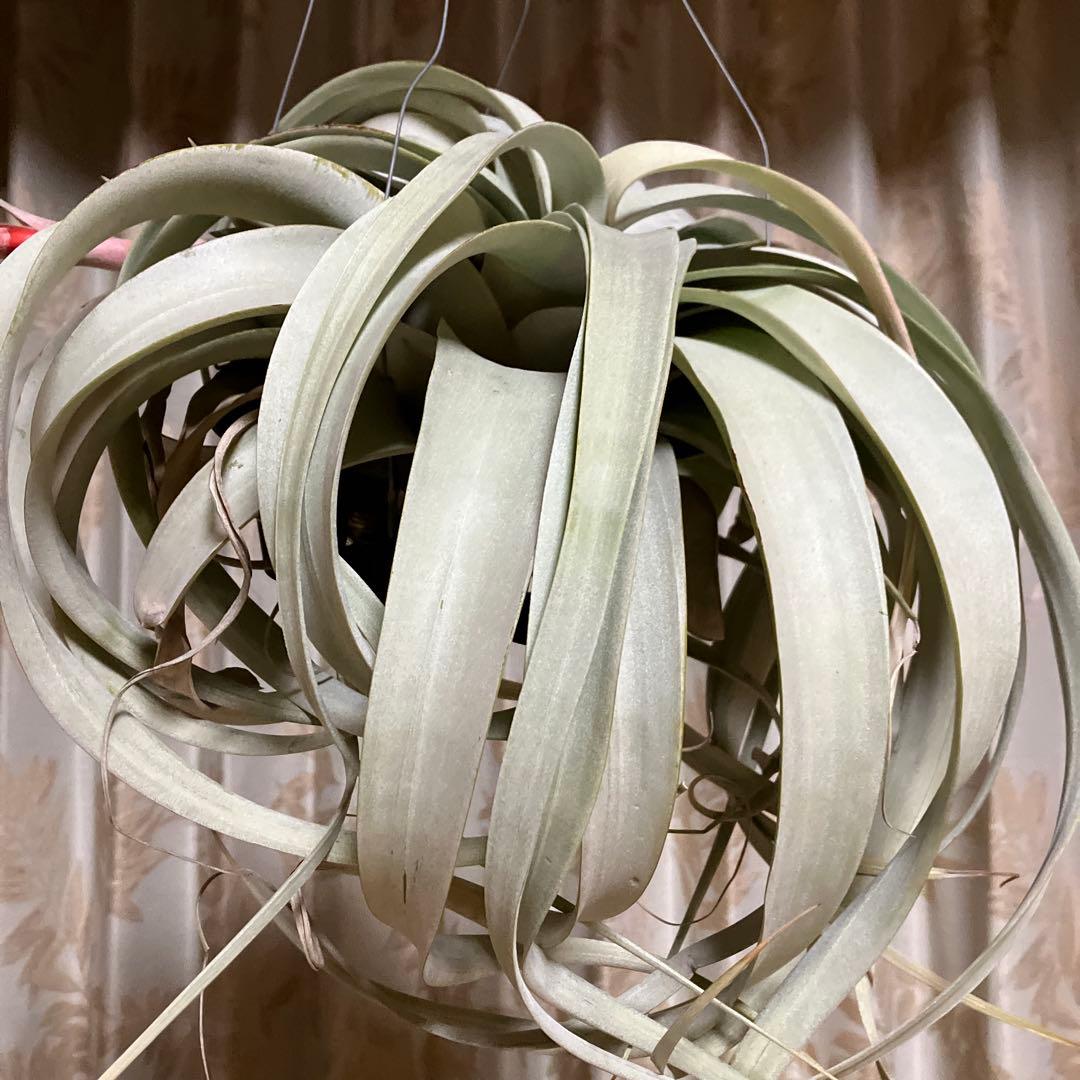 エアープランツの王様⭐️キセログラフィカ⚡️特大花付き✨クルクルふわふわトゲトゲ‼️