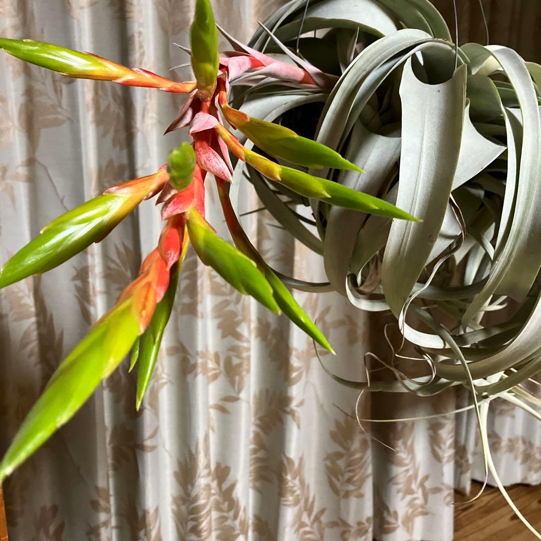 エアープランツの王様⭐️キセログラフィカ⚡️特大花付き✨クルクルふわふわトゲトゲ‼️