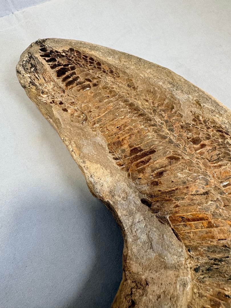 【白亜紀・本物】古代魚の化石 1139g 全身 18cm 鱗まで鮮明