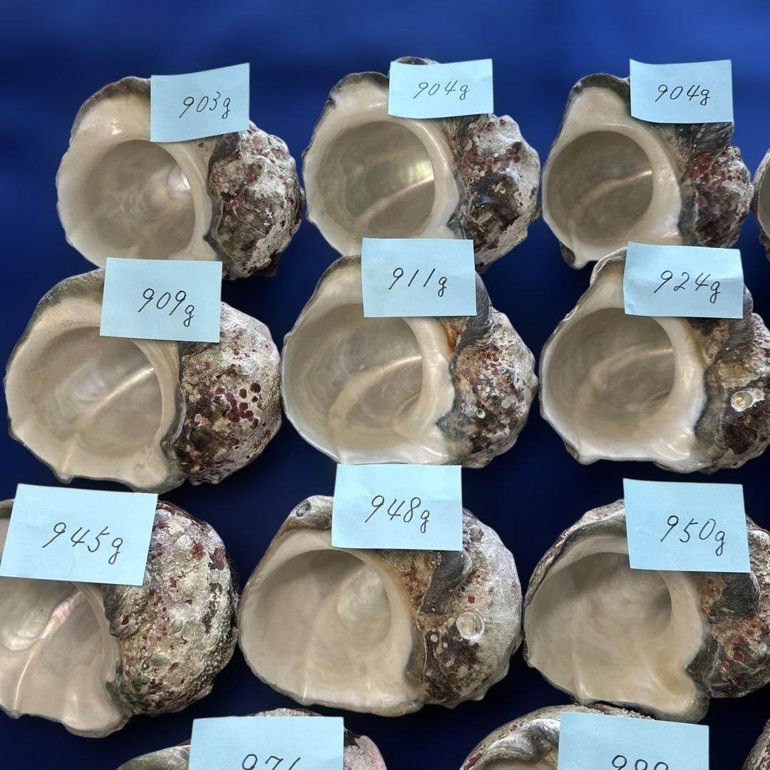 夜光貝　ヤコウ貝　まとめ売り　19個　17、8kg アクセサリー　ルアー