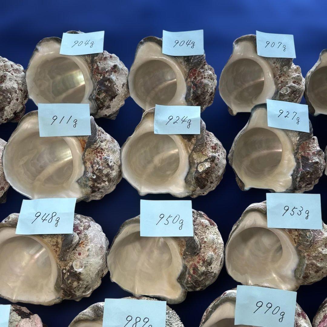 夜光貝　ヤコウ貝　まとめ売り　19個　17、8kg アクセサリー　ルアー