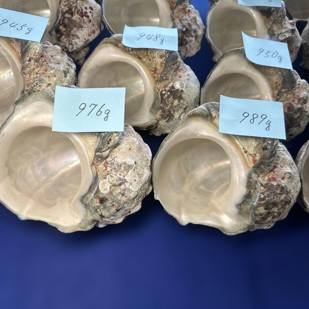 夜光貝　ヤコウ貝　まとめ売り　19個　17、8kg アクセサリー　ルアー