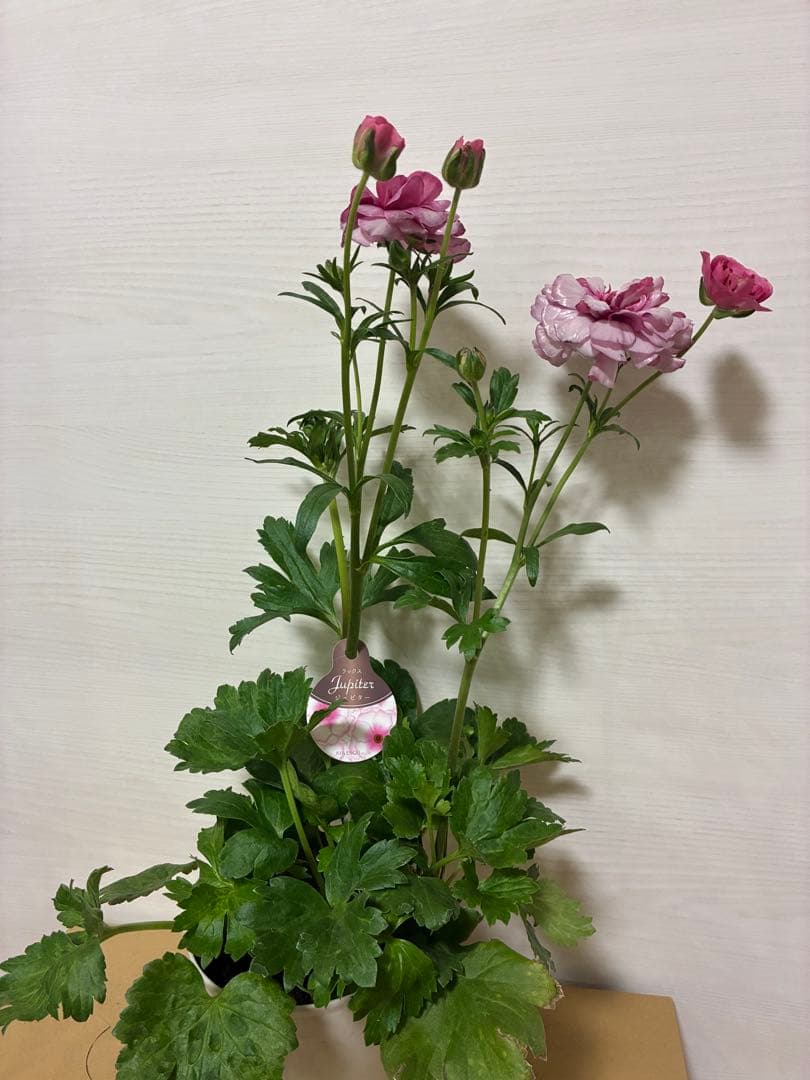 ラナンキュラスラックス　５号鉢　ジュピター　アウラ　ヘスティア　ヘラ