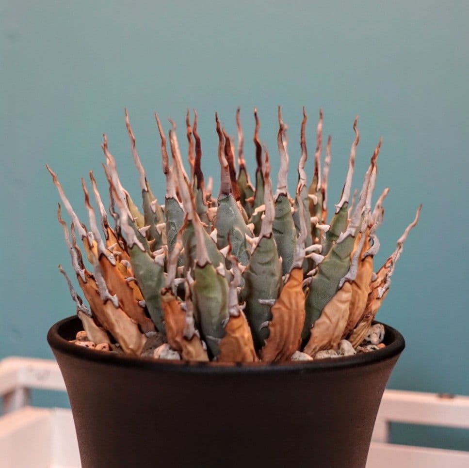 u*5様 【発根済・4号サイズ】ド陽炎ハイクオリティ株！！エボリスピナ/鉢ごと発