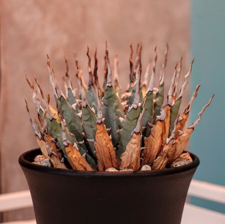 u*5様 【発根済・4号サイズ】ド陽炎ハイクオリティ株！！エボリスピナ/鉢ごと発