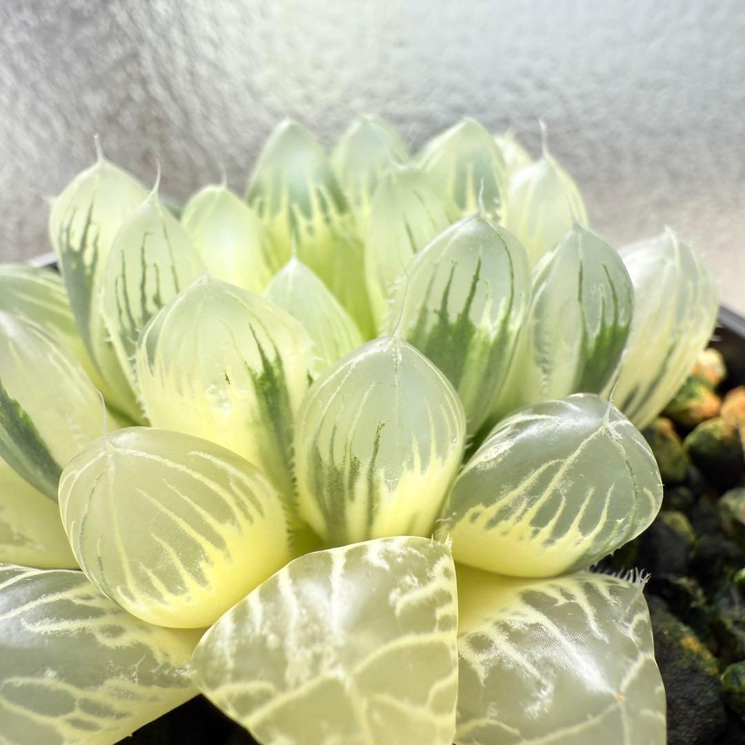 多肉植物 ハオルチア 自宅実生オブツーサ錦 9番 糊斑 1点物 9.5cm鉢