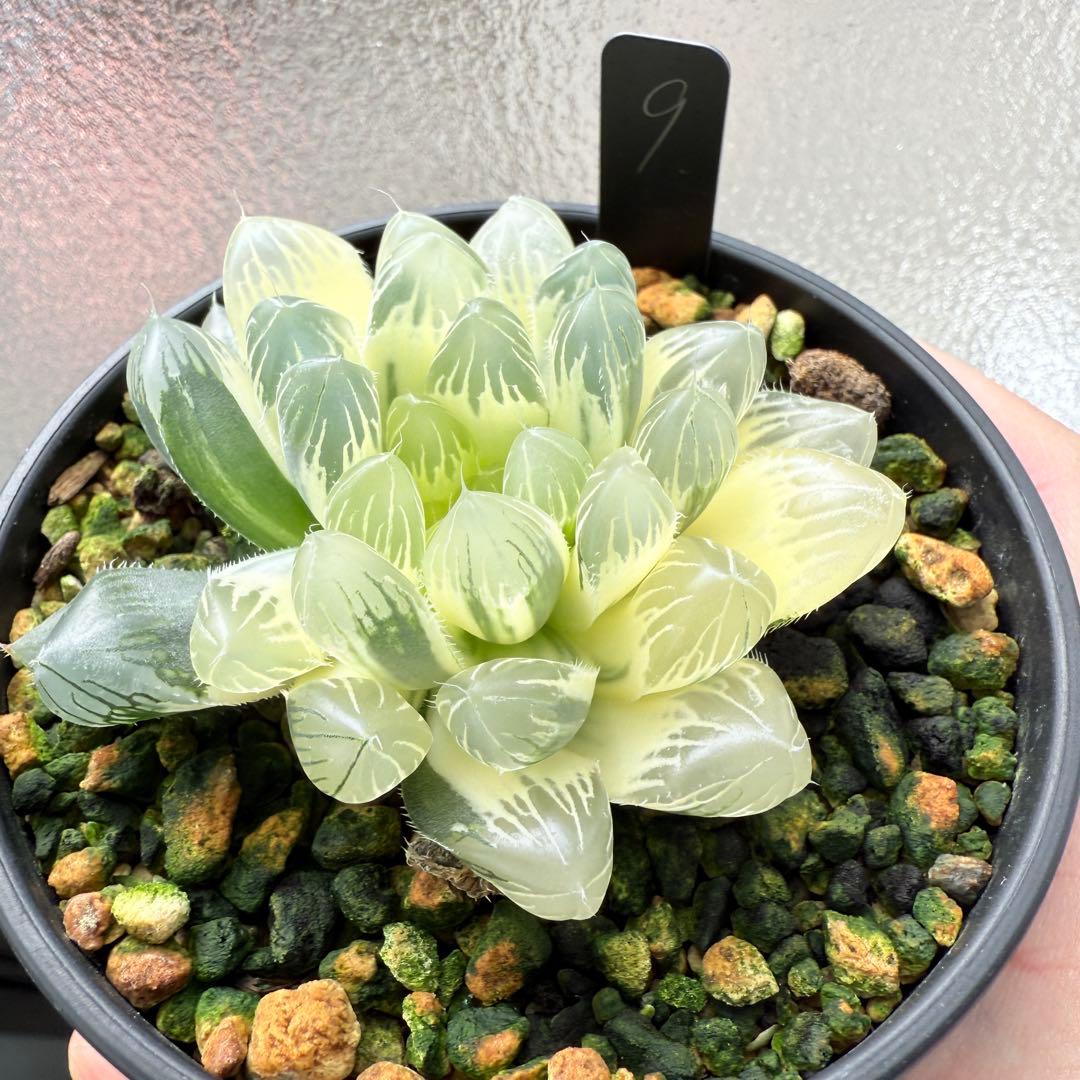 多肉植物 ハオルチア 自宅実生オブツーサ錦 9番 糊斑 1点物 9.5cm鉢