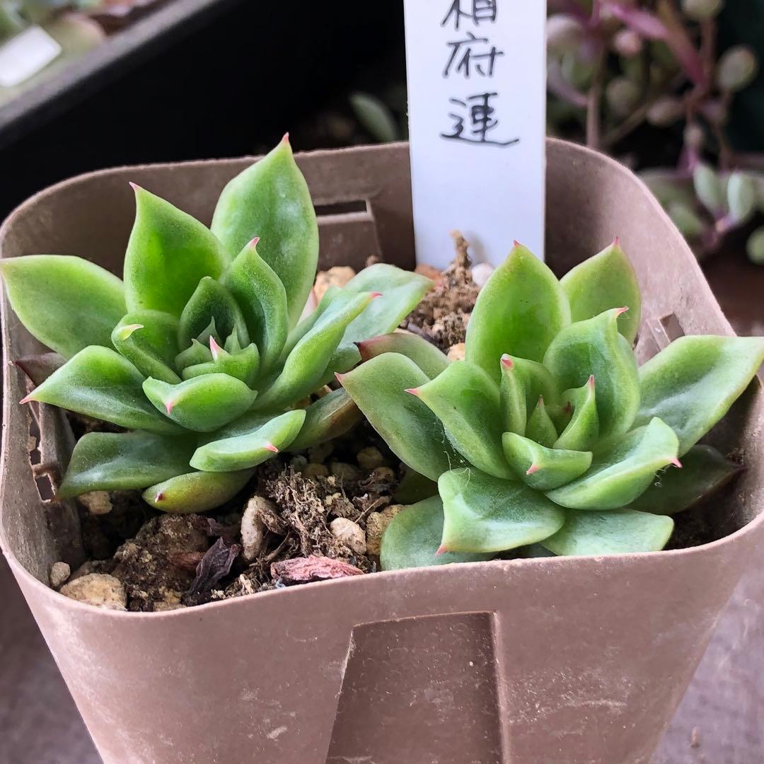 専用！多肉植物^o^  相府蓮