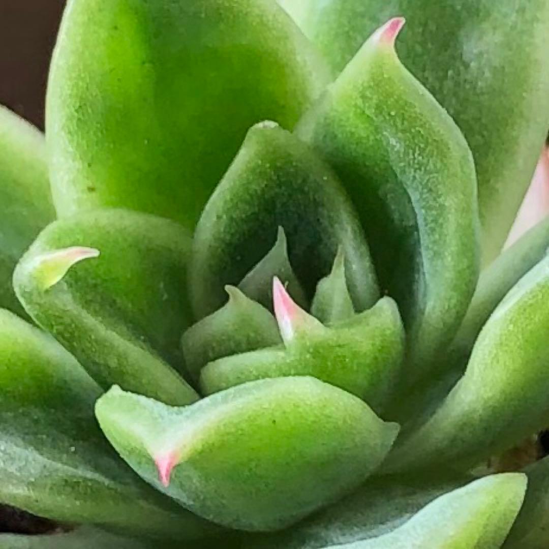 専用！多肉植物^o^  相府蓮