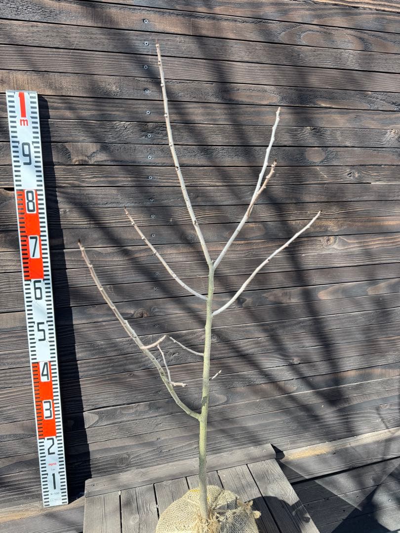 ポポー《庭木/果樹》【現品発送】管理 80044