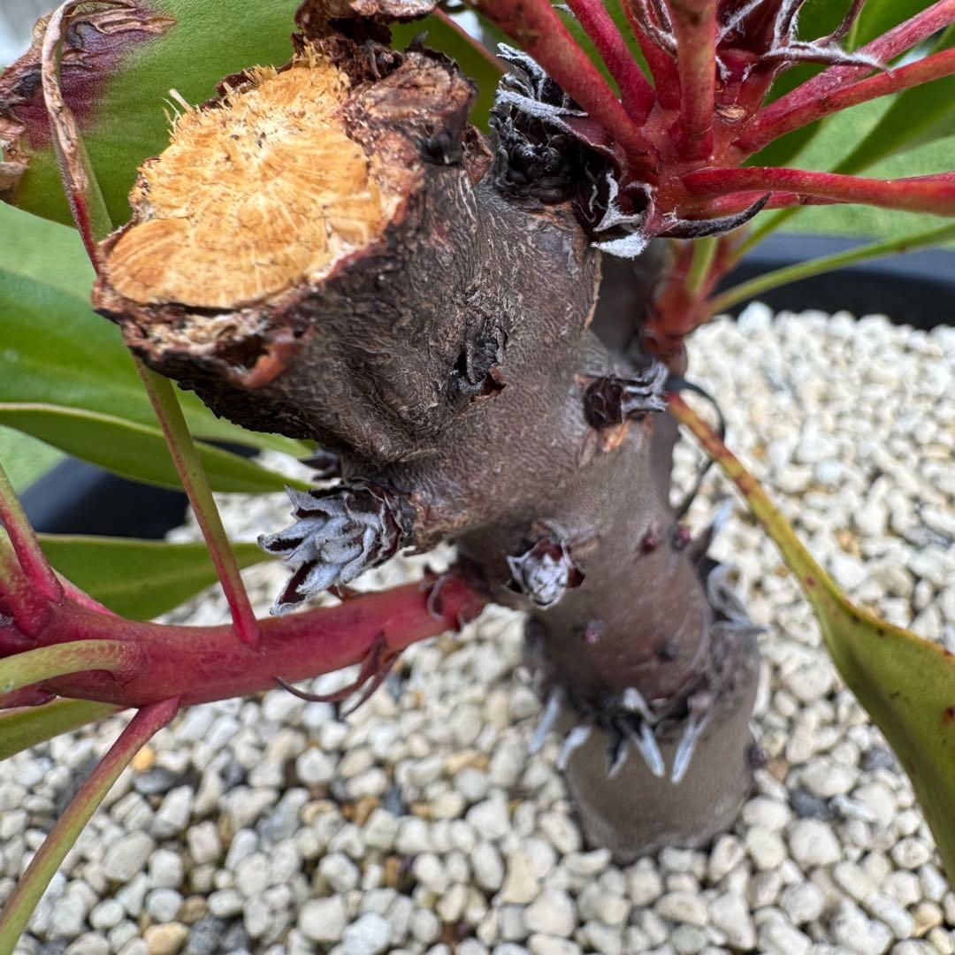 プロテア キングピンク 10号 Protea \" King Pink \" 希少株