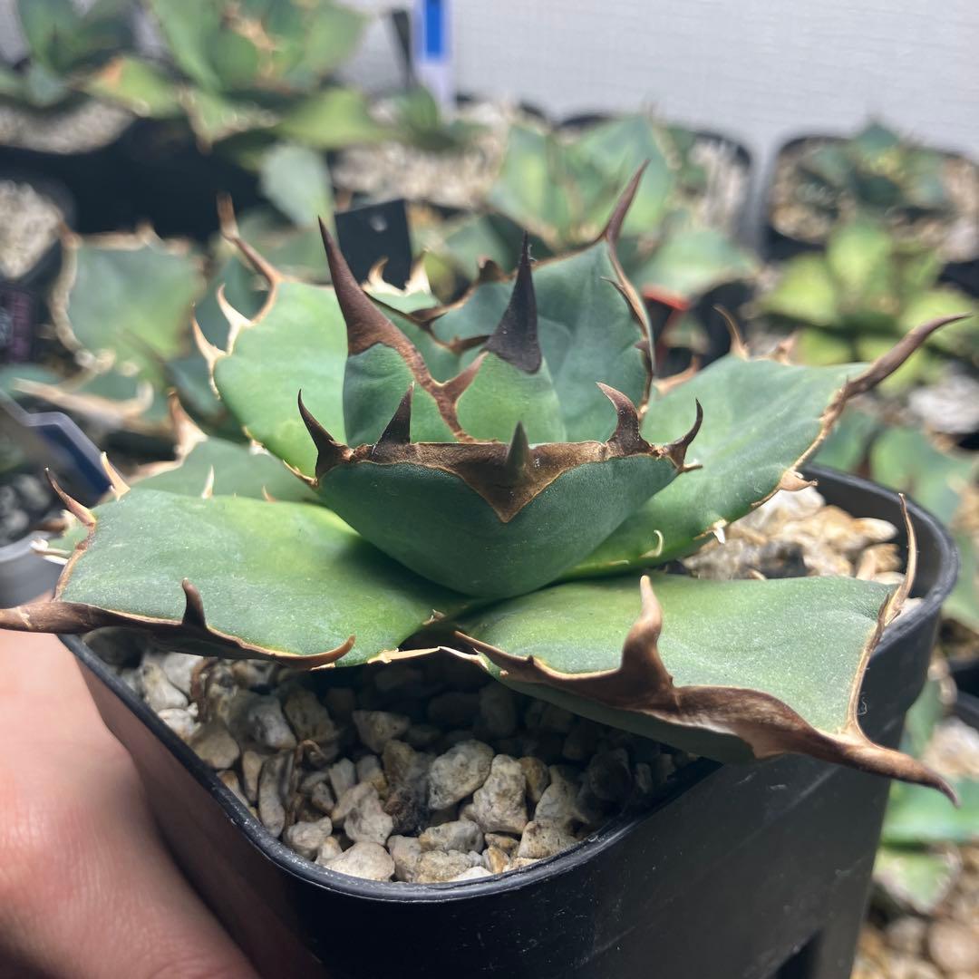 オアハカ　ウリエル実生