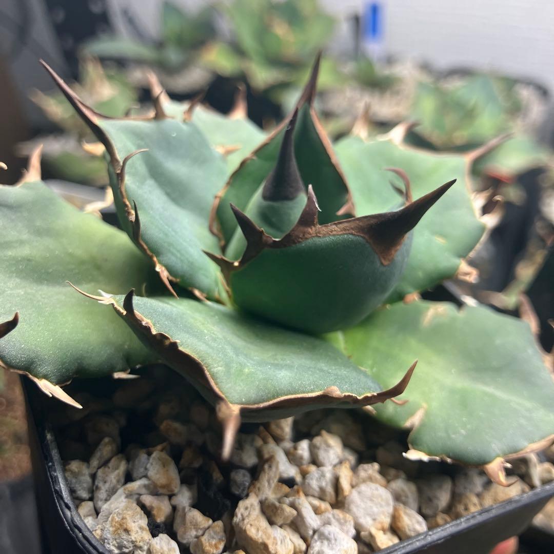 オアハカ　ウリエル実生