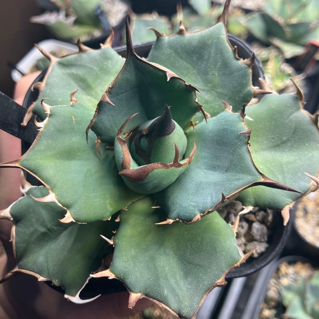 オアハカ　ウリエル実生