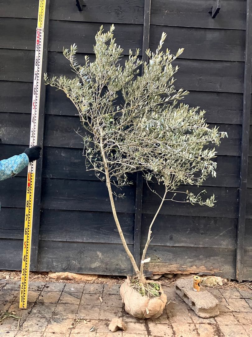 オリーブの木　マンザニロ