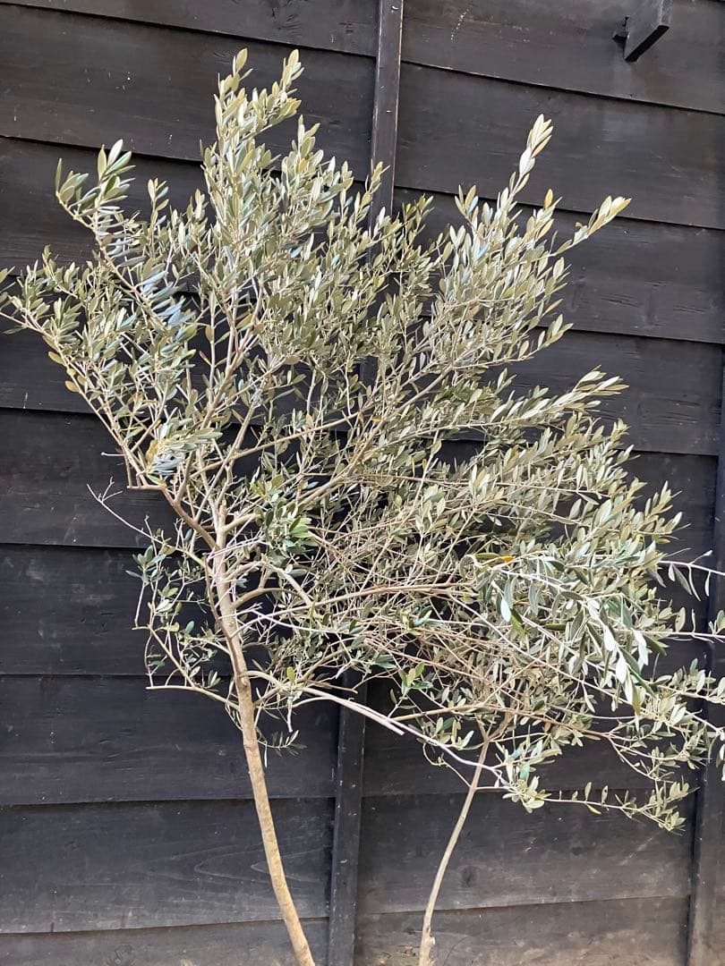 オリーブの木　マンザニロ