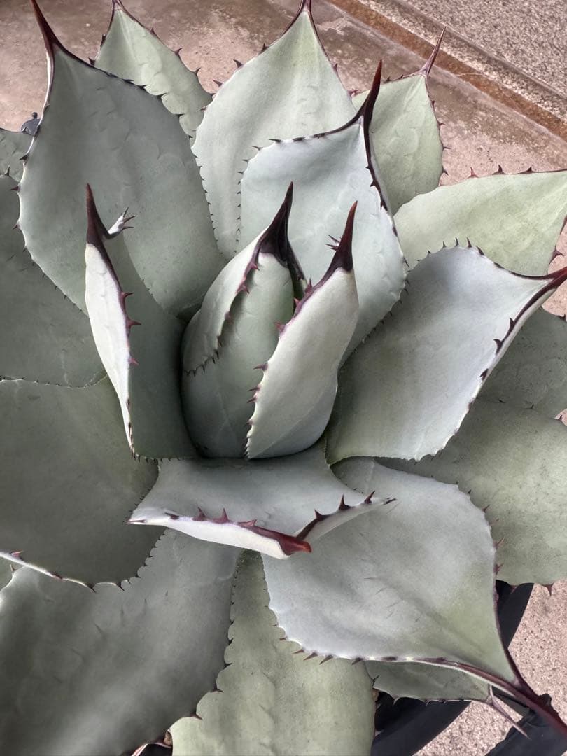 アガベ Agave parryi 244