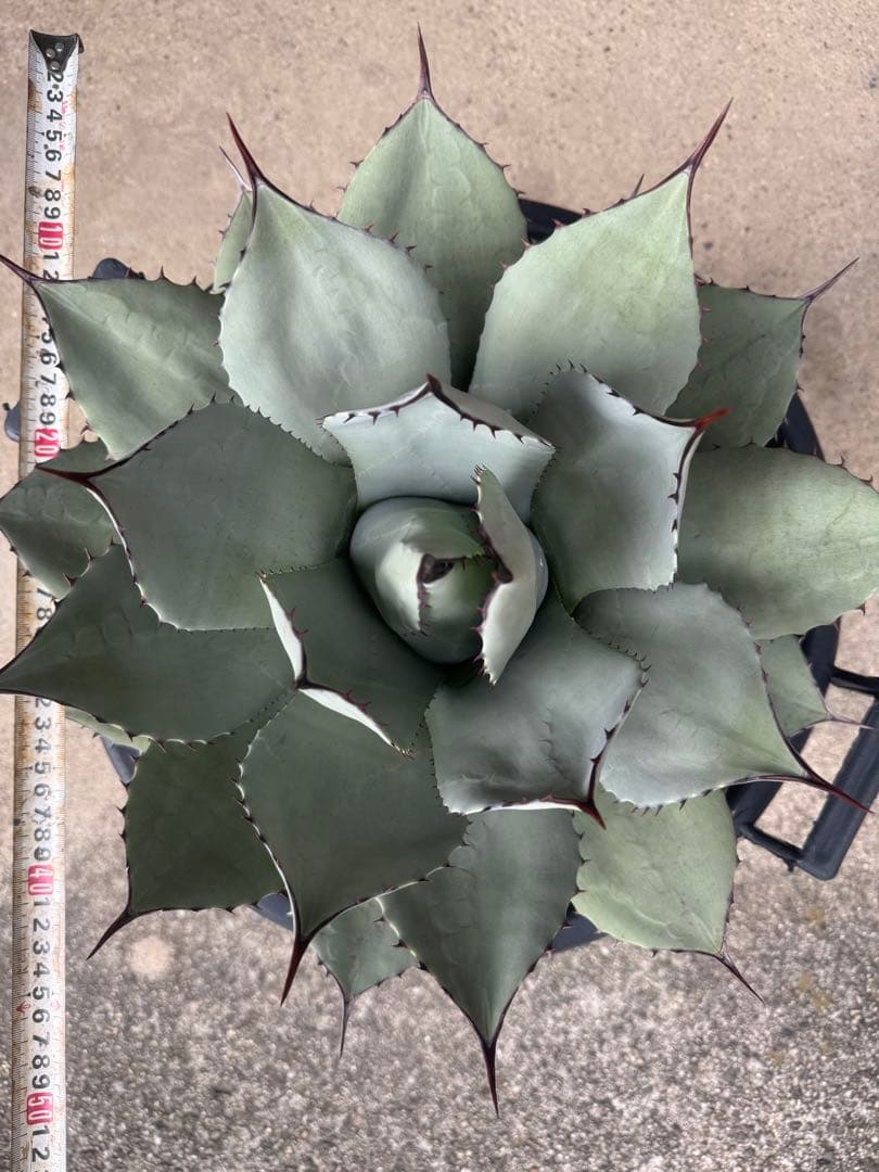 アガベ Agave parryi 244