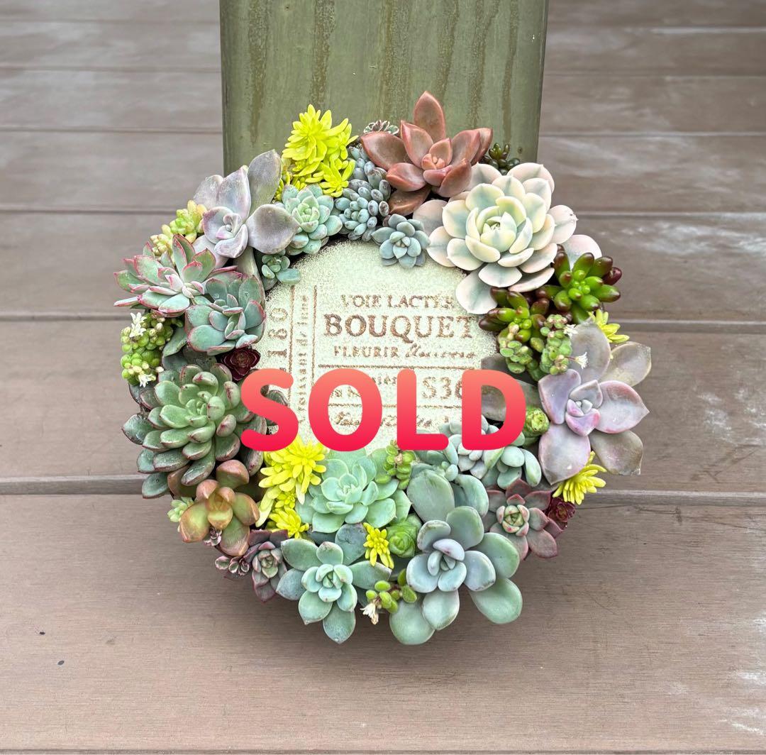 多肉植物 寄せ植え そのまま飾れる♡.*゜リース♡*°ホワイトNo.1