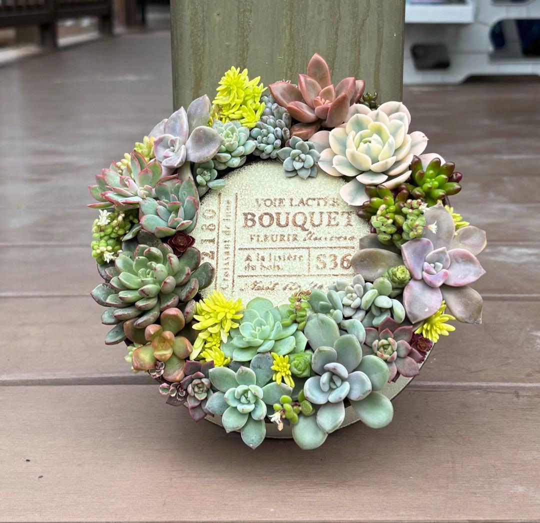 多肉植物 寄せ植え そのまま飾れる♡.*゜リース♡*°ホワイトNo.1