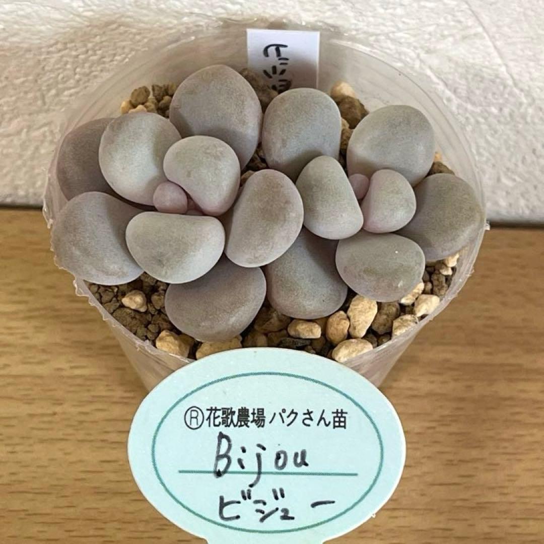 多肉植物　ビジュー　(カット苗です)パクさん