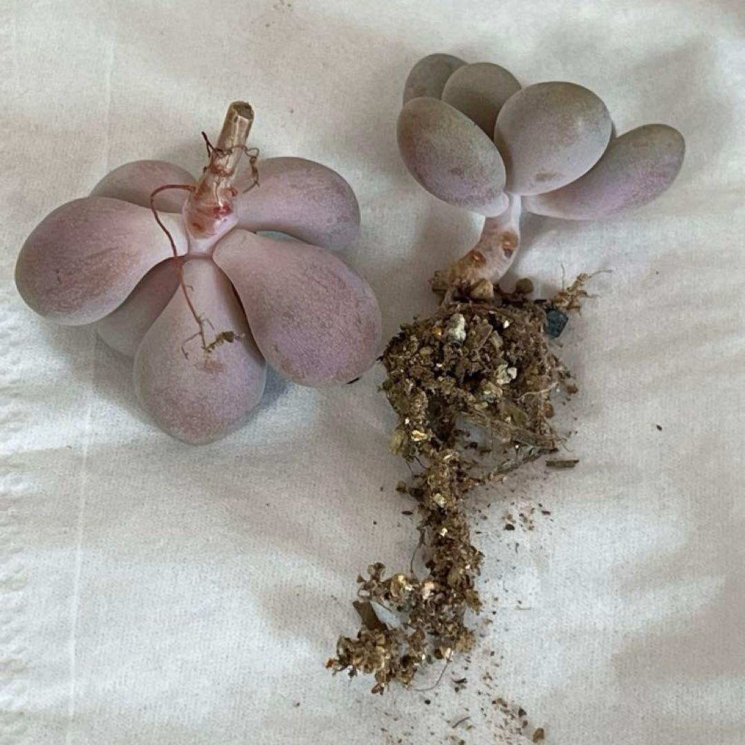 多肉植物　ビジュー　(カット苗です)パクさん