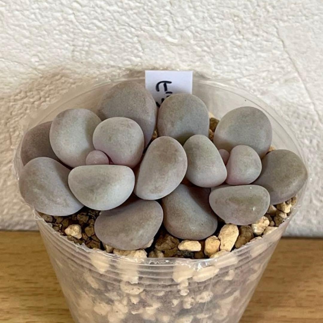 多肉植物　ビジュー　(カット苗です)パクさん