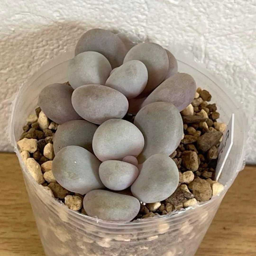 多肉植物　ビジュー　(カット苗です)パクさん