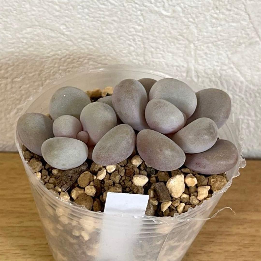 多肉植物　ビジュー　(カット苗です)パクさん