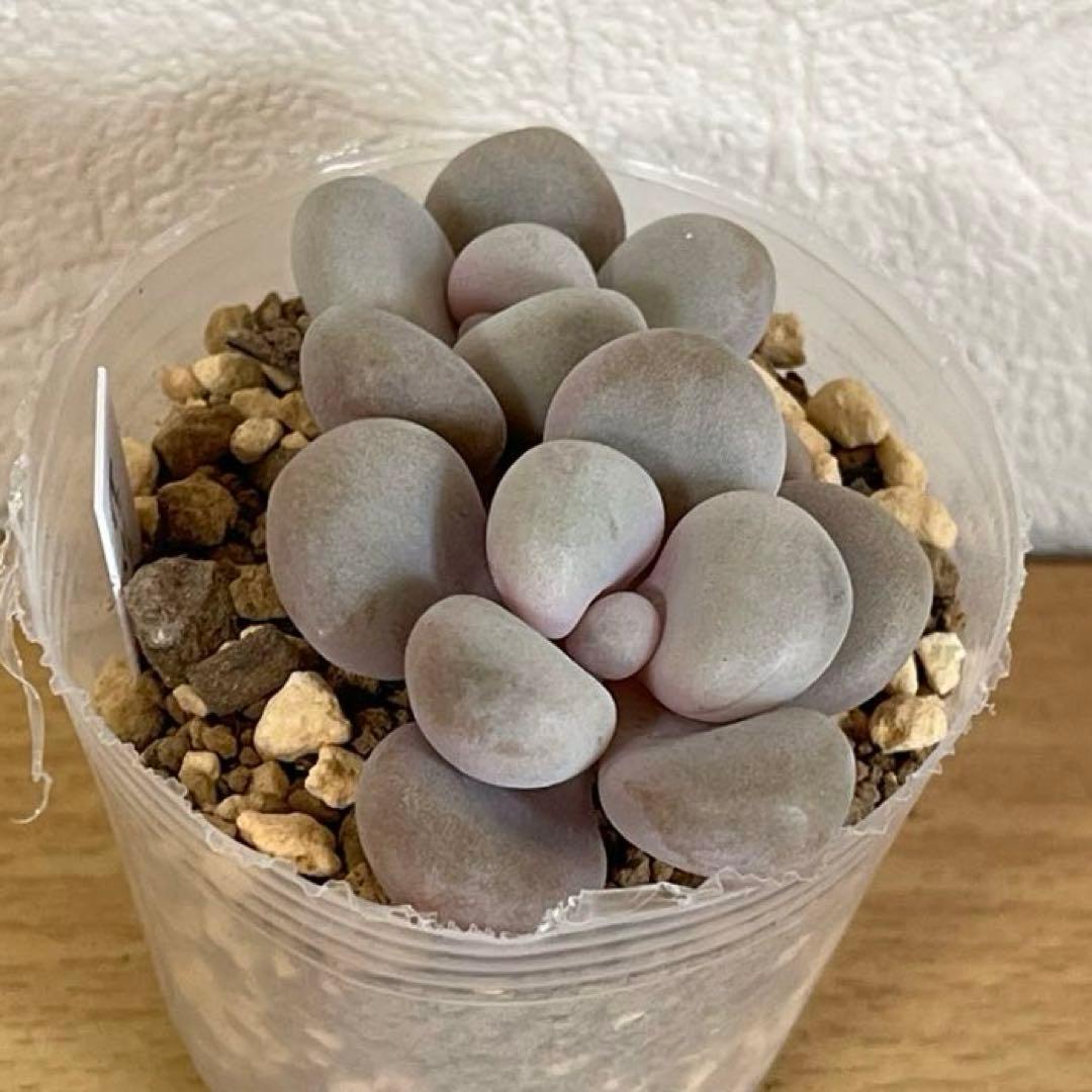 多肉植物　ビジュー　(カット苗です)パクさん