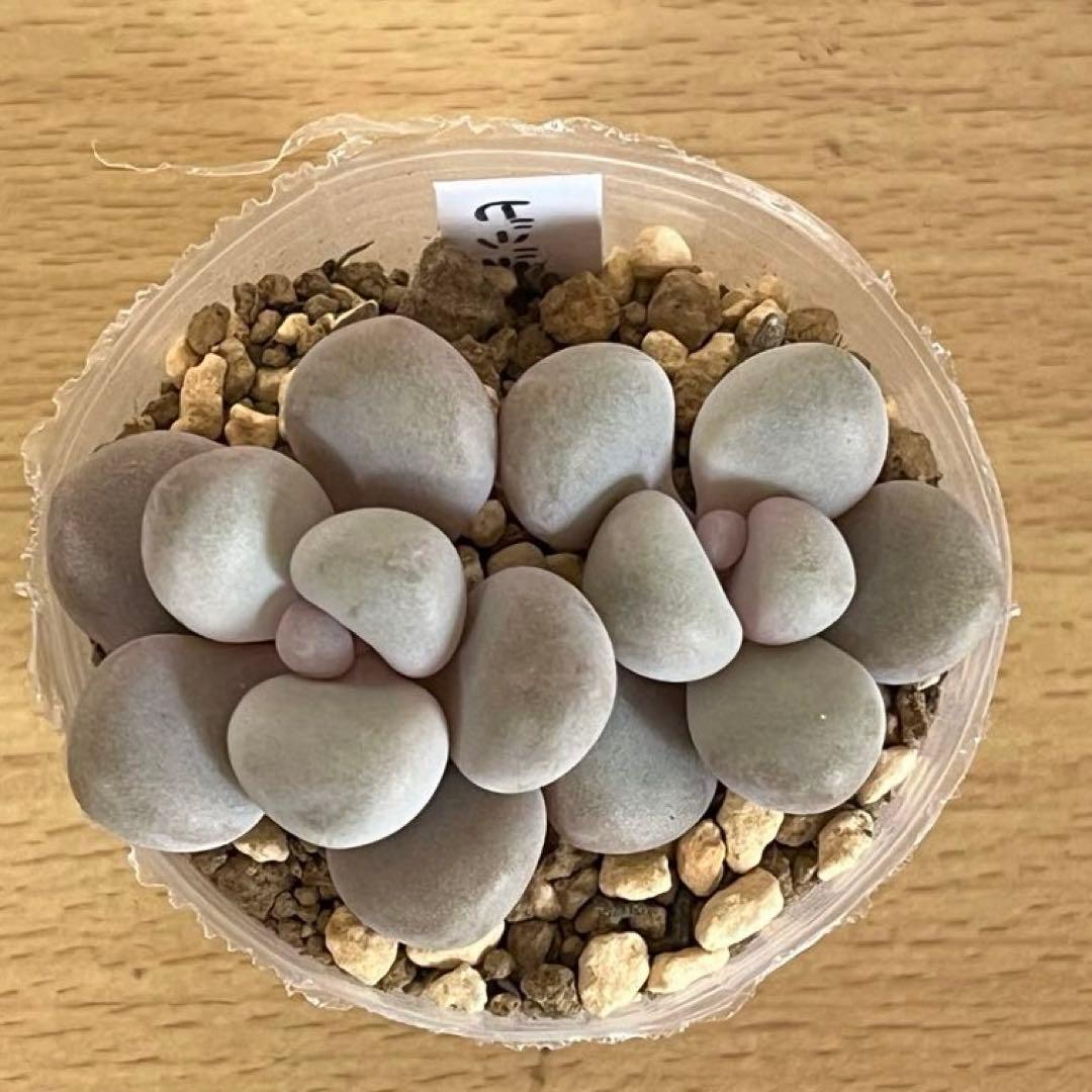 多肉植物　ビジュー　(カット苗です)パクさん
