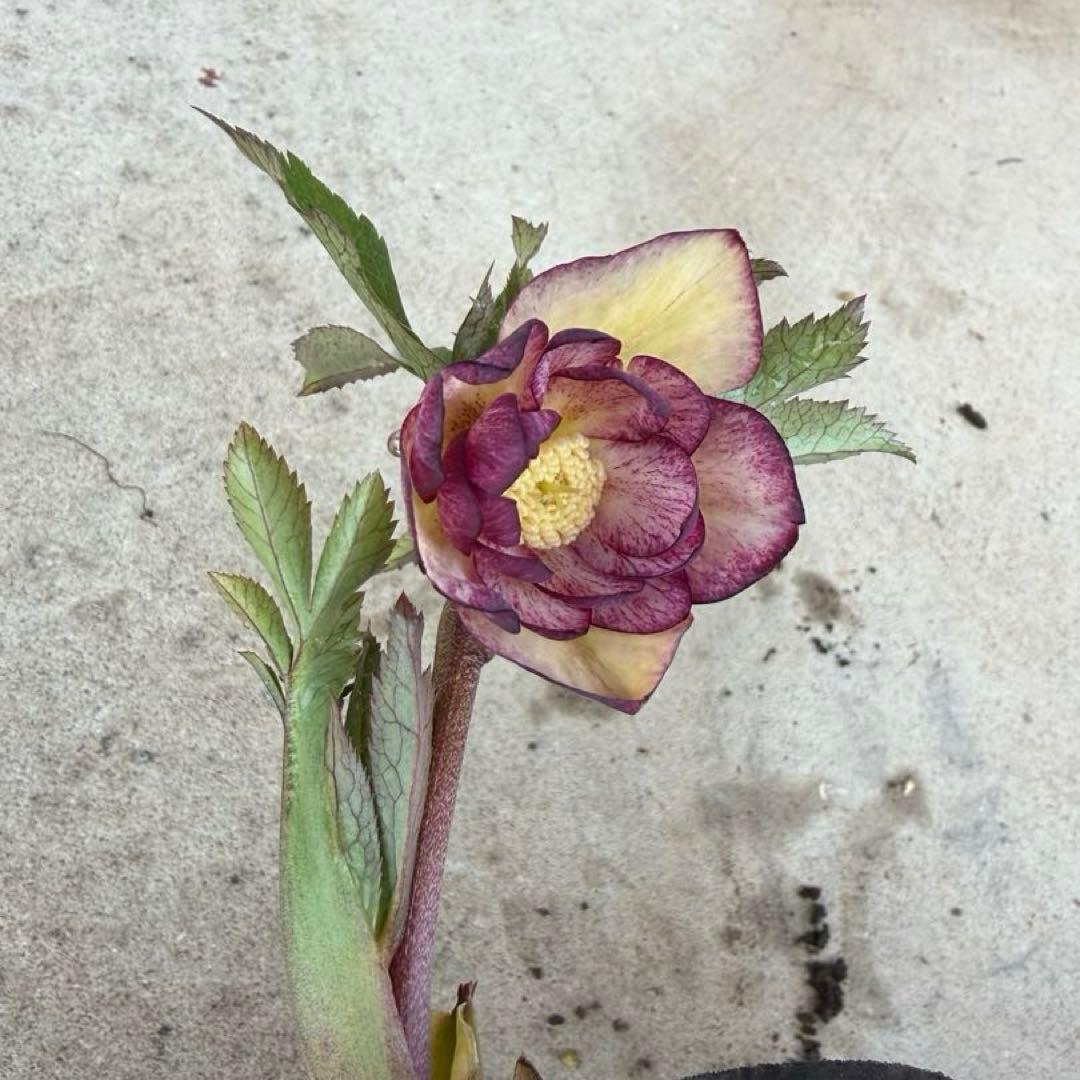 125 クリスマスローズ　開花株