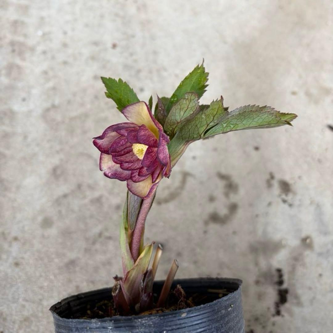 125 クリスマスローズ　開花株