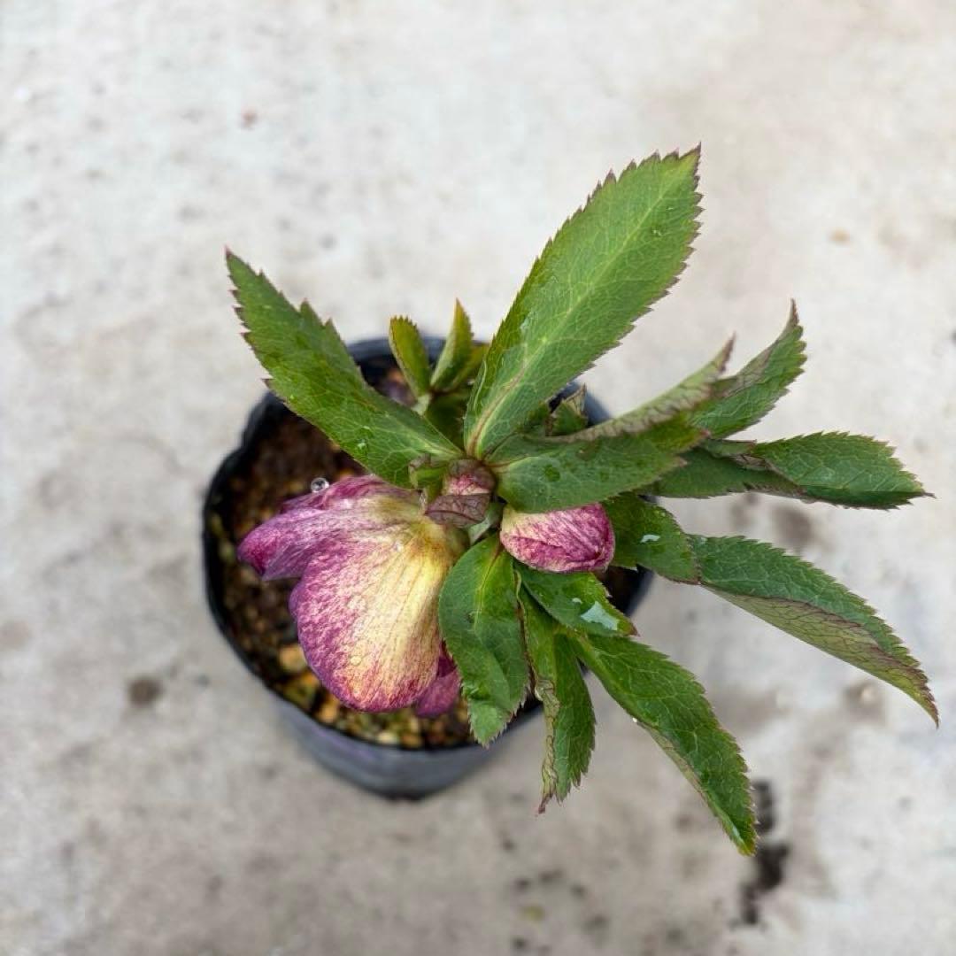 125 クリスマスローズ　開花株