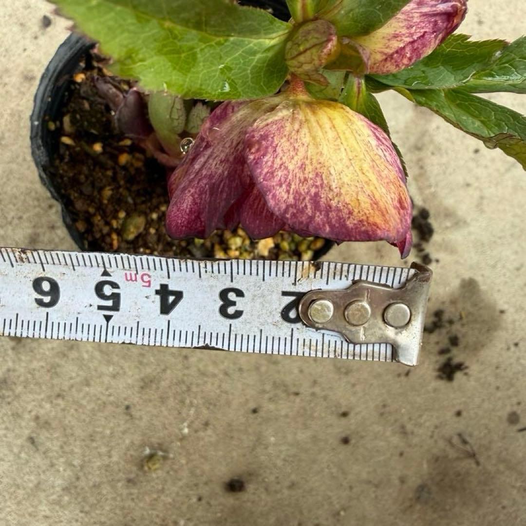 125 クリスマスローズ　開花株