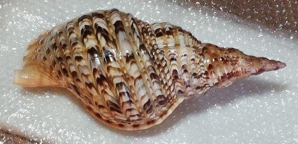 特大　貝　貝殻　置物　縁起物　魔除け　財運 オブジェ　アンティーク　コレクション