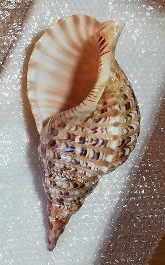 特大　貝　貝殻　置物　縁起物　魔除け　財運 オブジェ　アンティーク　コレクション