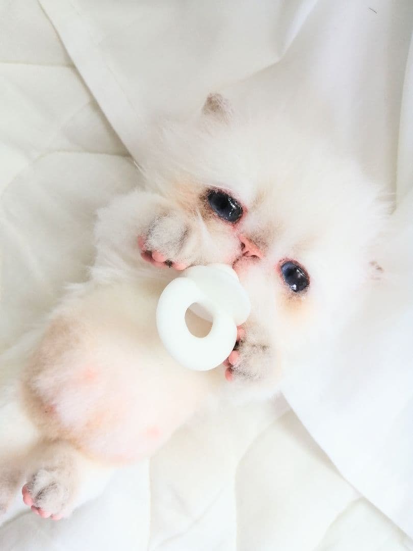 Milky様❤️オーダー♡子猫ぽっぷちゃん♡おしゃぶり♡アートドール♡ぬいぐるみ