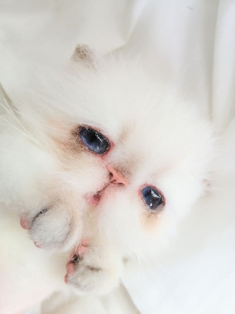 Milky様❤️オーダー♡子猫ぽっぷちゃん♡おしゃぶり♡アートドール♡ぬいぐるみ