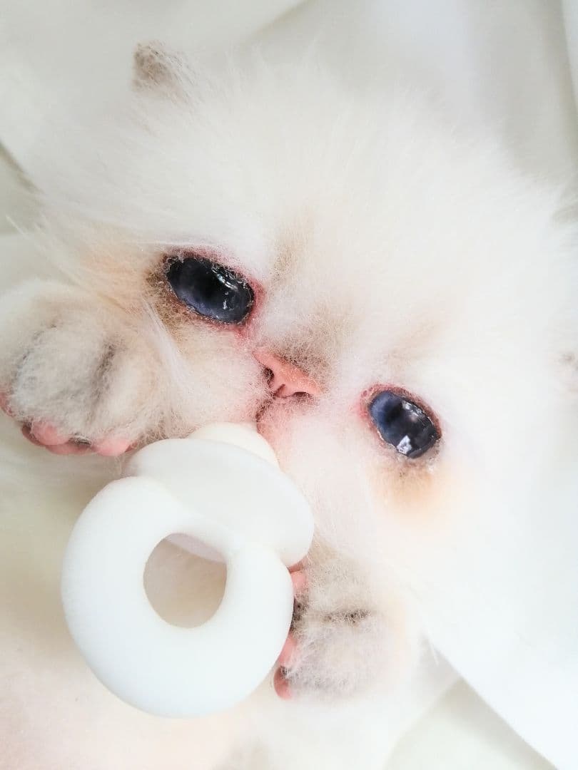 Milky様❤️オーダー♡子猫ぽっぷちゃん♡おしゃぶり♡アートドール♡ぬいぐるみ