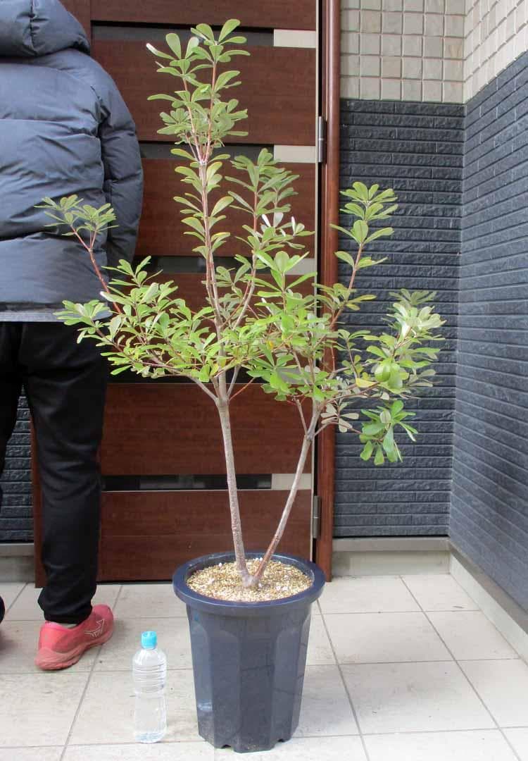 【現品】コーストバンクシア・セイラ　10号　４S番