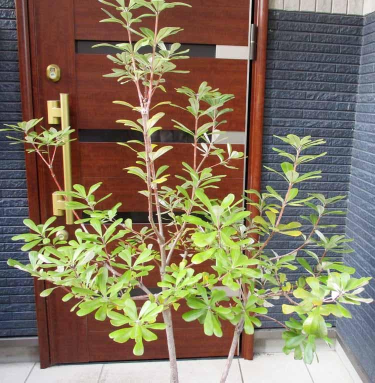 【現品】コーストバンクシア・セイラ　10号　４S番