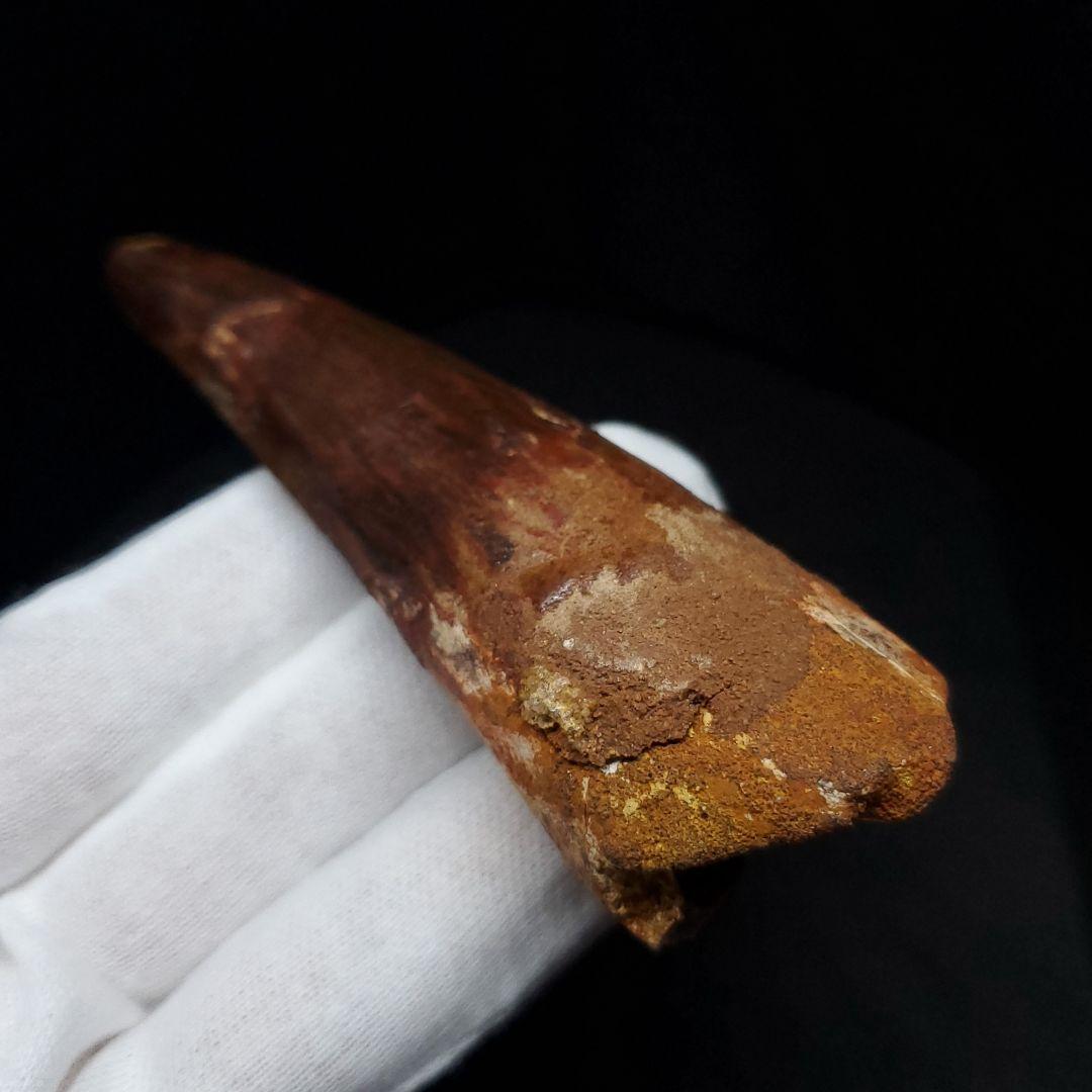 美品 スピノサウルス 本物 モロッコ産 87.94mm  sp431