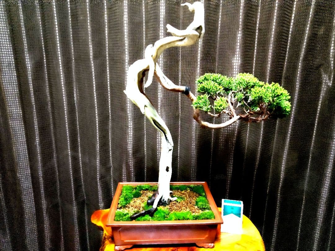 【中品　 糸魚川真柏栽】 　　　☆ 樹齢100年超 明星山採取