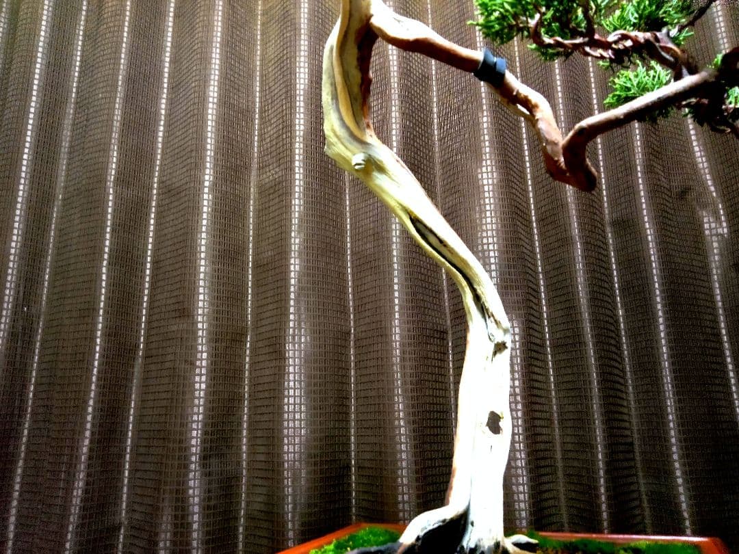 【中品　 糸魚川真柏栽】 　　　☆ 樹齢100年超 明星山採取