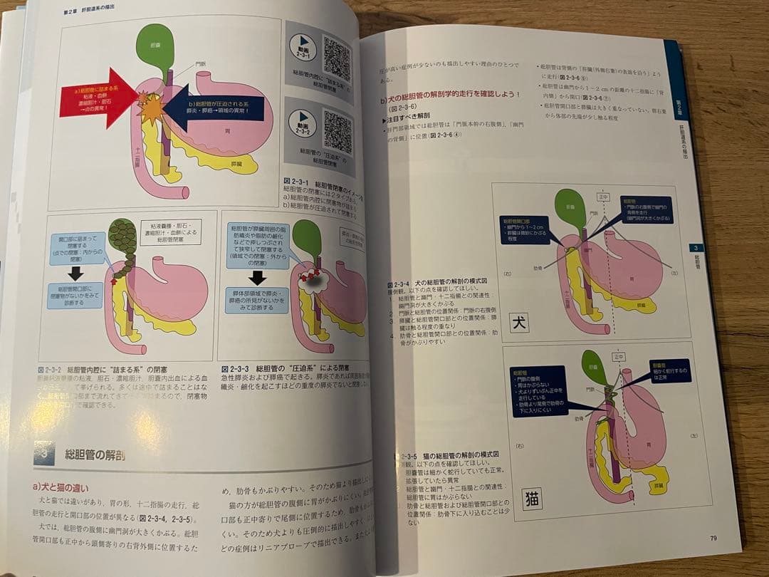 犬と猫の腹部超音波の描出レッスン　上　獣医　本