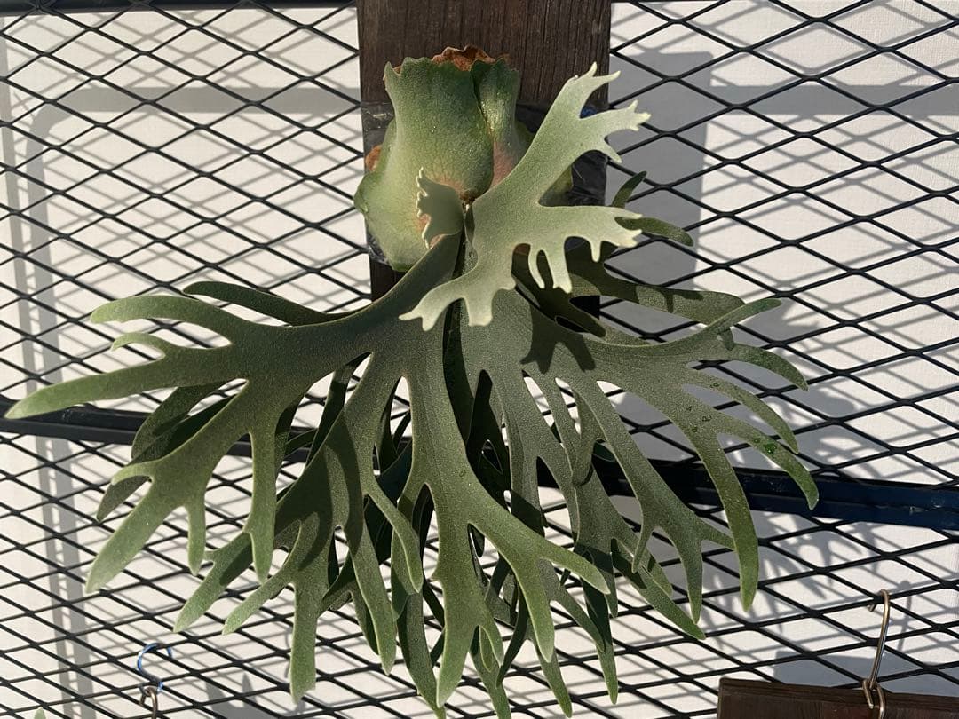 ア*カ様 ビカクシダ　OMG×bacteria spore