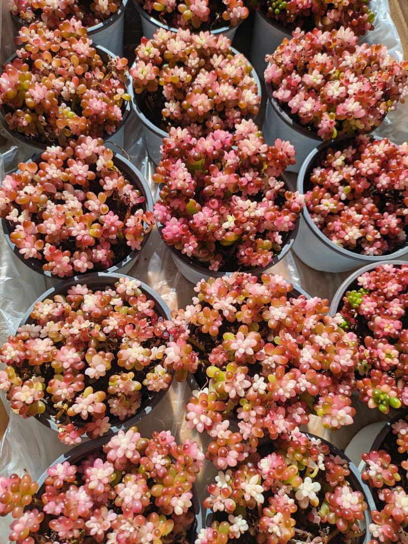 大人気　レッドベリー錦抜き苗　1箱18ポット　ポットごと