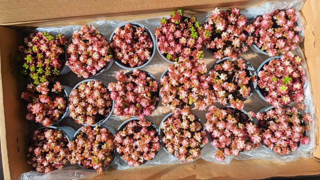 大人気　レッドベリー錦抜き苗　1箱18ポット　ポットごと